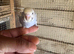 Baby budgies for sale  &pound;40 each collection mk404nn