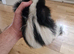 Skunk kit female very tame
