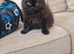 GCCF reg British Longhair kitten