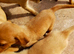 Fox red and golden puppies