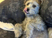 *FERN RESCUE*5 YO TERRIER FOR ADOPTION*