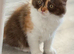 Available now Pedigree British Longhair kittens TICA registered
