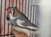 Zebra finch, Bengalese, Doves, quails available