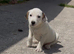 Jack Russell puppies