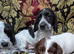 Lovely litter of cocker jack puppies