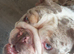English bulldog bitch