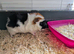 Beautiful young guinea pigs