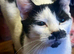 This is Speckle, she's 9 months old and is seeking her forever home