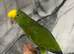 Hand-Rearing Baby Friendly Super Tame Cuddly Yellow Crown Amazon Parrot,31