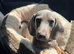Ralph - a 6month old male pup - lilac in colour.