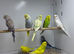 Budgies