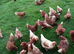 Various breeds of laying hens and ducks