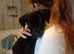 Beautiful 8 week old male Frenchie cross spaniel cross