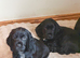 KC Registered Cocker Spaniel Pups