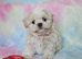 Imperial Shih Tzu X Maltese puppies