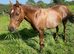 13hh Project pony.