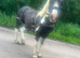 15.3hh Ride and Drive Gelding with Cart and Harness