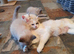 Beautiful GCCF Registered Ragdoll Kittens.