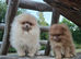 Lilac sable Female pomeranian xxs