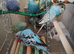Budgies 2 months old