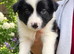 Stunning border collies