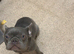 Blue French bulldog