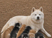 Gorgeous Siberian Husky puppies