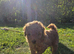 Asian red toy.poochon