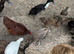 Indian runner ducks