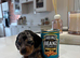 Long hair/short hair miniature dachshund