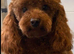 Toy Poodles