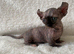 Beautiful Sphynx Dwelf Female Kittens