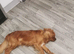 Rehoming ollie Ruby boy