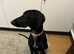 Saluki cross