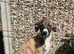 Ready to leave now 3 kc pedigree bred show whippet pups