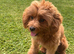 Proven Cavapoo Stud extensively Health Tested