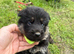Gorgeous German shepherd pups
