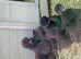 Silkie chickens, chicks and hatching eggs
