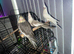 Beautiful Dwarf-Sized Silver Cockatiel &ndash; &pound;175