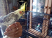 Hand tame Cockatiels