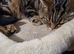 6mth old cats rescued