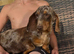 Beautiful miniature dachshund female for sale
