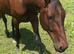 Standardbred gelding