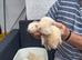 Greyhound ferrets