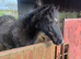 12hh black mare