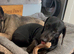 Pure black miniature Dachshund