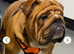 KC registered bulldogs