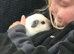 Himalayan Guinea Pig Female