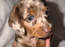 Miniature dachshund puppy’s