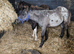 Lovely marked spotted colt
